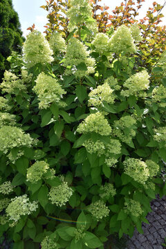 Hortensie, Rispenhortensie, Hydrangea paniculata, Pink Lady