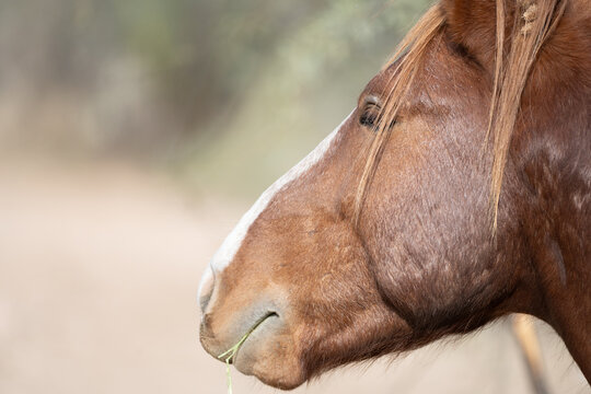 View of a brown horse's head in profile with a white blaze chewing on grass against a blurred background Arizona, United States.