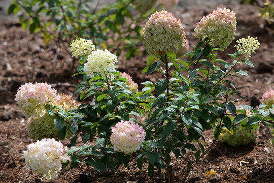 Bl&uuml;hende Rispen-Hortensie, Hydrangea paniculata, BOBO, Strauchausschnitt