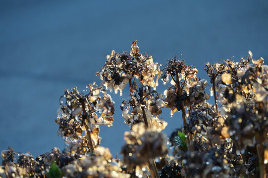 Hortensie, Bauernhortensie, Hydrangea macrophylla, Sp&auml;tfrost, Frostschutzberegnung