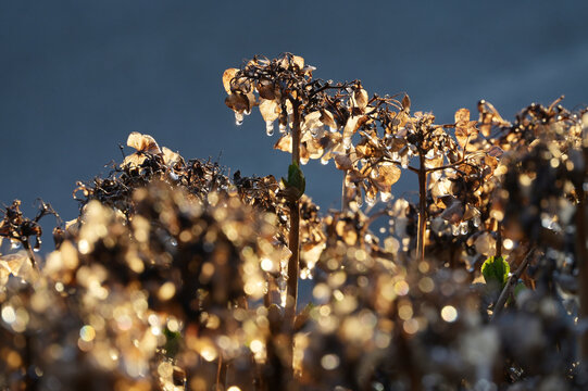 Hortensie, Bauernhortensie, Hydrangea macrophylla, Sp&auml;tfrost, Frostschutzberegnung