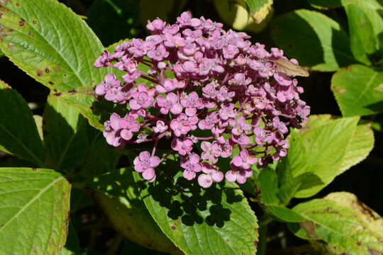 Bl&uuml;hende Gartenhortensie, Hydrangea macrophylla, Strauchausschnitt