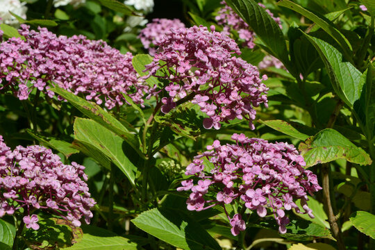 Bl&uuml;hende Gartenhortensie, Hydrangea macrophylla, Strauchausschnitt