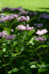 Fototapeta premium Blühende Gartenhortensie, Hydrangea macrophylla, Strauchausschnitt