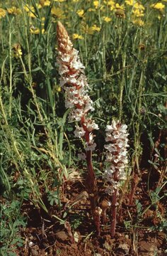 Orbanche crenata &ouml;r broomrape