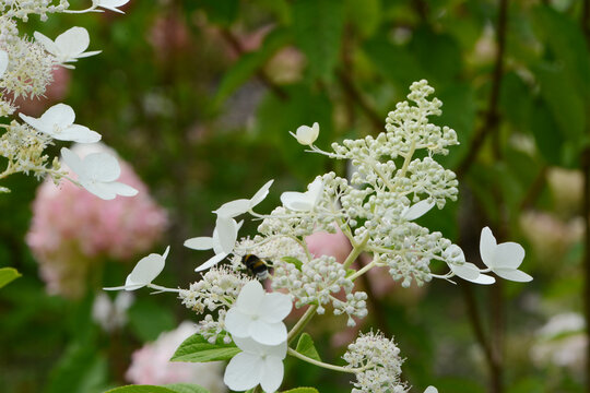 Bl&uuml;hende Rispenhortensie, Hydrangea paniculata, Einzelbl&uuml;ten, Strauchausschnitt