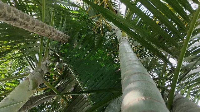 Japanese Palm (Ptychosperma macarthurii) with green fruit against a blue sky. A beautiful tropical houseplant