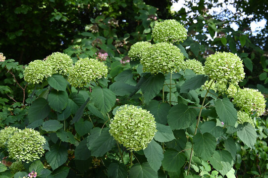 Baumhortensie, Waldhortensie, Hydrangea arborescens, bl&uuml;hender Strauch