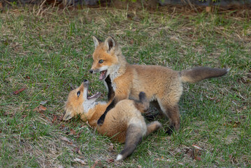 Fototapeta premium Red fox kits (Vulpes vulpes) playing by their den in the forest in early spring in Canada