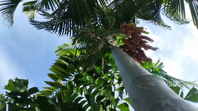 Japanese Palm (Ptychosperma macarthurii) with green fruit against a blue sky. A beautiful tropical houseplant