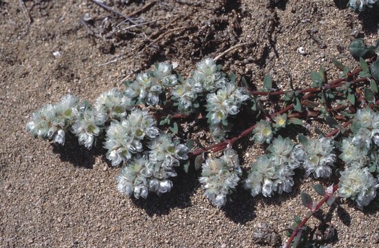 Paronychia argentea or Algerian tea or silver chickweed