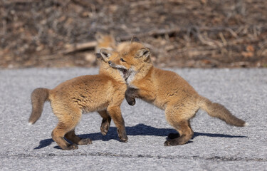 Fototapeta premium Red fox kits (Vulpes vulpes) playing by their den in the forest in early spring in Canada