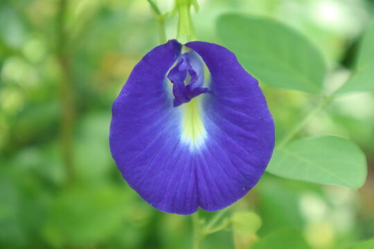 Beautiful tropical blue pea flower or clitoria ternatea growing outdoors in a home garden.