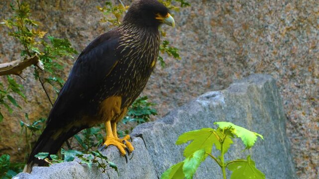 Close up of a falkland Caracara falcon standing around rocks on sunny spring day