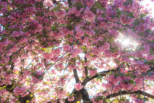 View of blooming pink cherry blossoms in Central Park with sunlight filtering through the branches and green leaves during the spring season in New York, New York, United States.