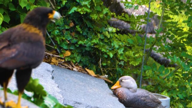 Close up of a falkland Caracara falcon standing around rocks on sunny spring day with a duck in the background and rack focus