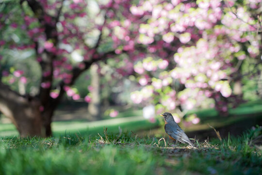 View of an American Robin standing on green grass with blooming pink cherry blossom trees in Central Park New York, New York, United States.