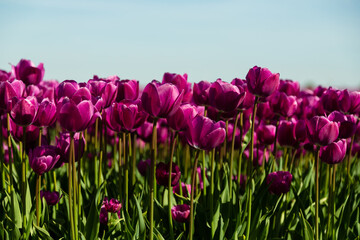 Obraz premium Blooming violet tulips in open field forming colorful spring nature background