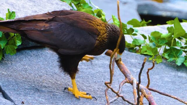 Close up of a falkland Caracara falcon standing around rocks on sunny spring day