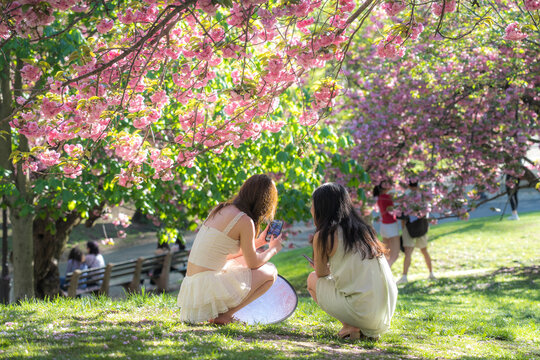 View of two women sitting under blooming cherry blossom trees in Central Park with people walking on a sunny spring day in New York, New York, United States.