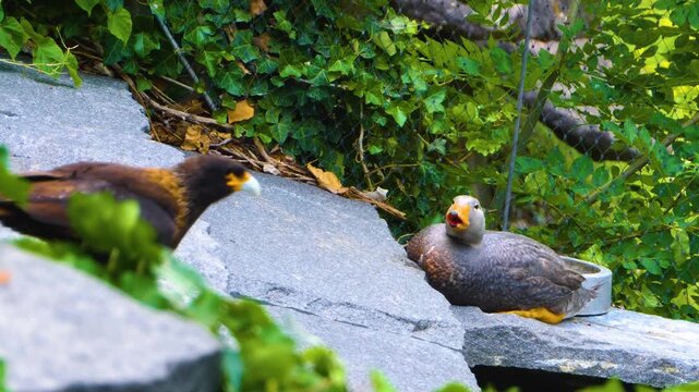 Close up of a falkland Caracara falcon standing around rocks on sunny spring day with a duck in the background 