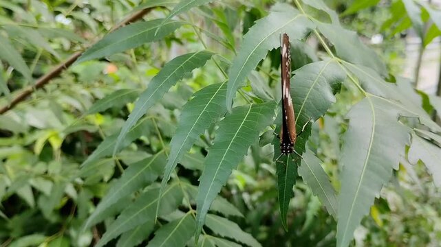 Great Eggfly (Hypolimnas bolina) butterfly with beautiful brown wings perched on a fresh green leaf in the wild