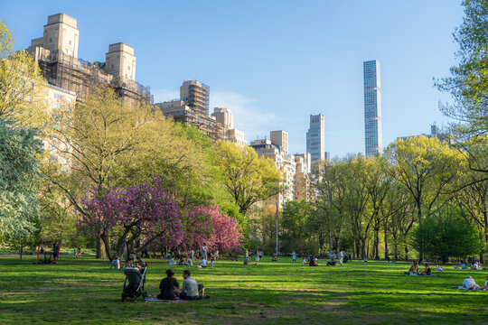 View of people relaxing on the green lawn of Central Park surrounded by blooming trees and the Manhattan skyline New York, New York, United States.