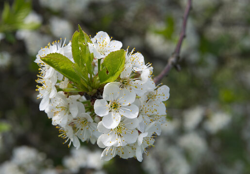 Cherry trees blossoming in a spring garden.