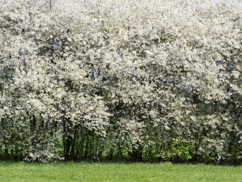 Cherry trees blossoming in a spring garden.
