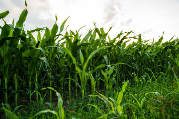 Naklejka premium Green corn field thriving under a summer sky, growing crop plants in an agricultural farmland at sunset