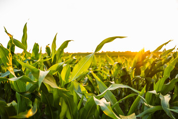 Naklejka premium Young corn plants growing in field under golden sunset light, showing agricultural farming and natural harvest