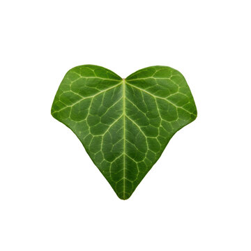 Single vibrant emerald-green heart-shaped ivy leaf with delicate lime-green veins against a minimalist white studio background with a soft drop shadow botanical study