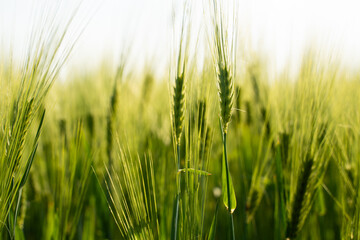 Naklejka premium Green wheat field growing under sunlight, symbolizing agricultural potential and environmental sustainability