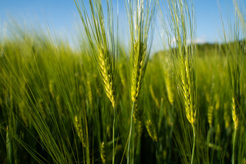 Naklejka premium Green barley field growing under a clear blue sky demonstrating agricultural abundance and sustainable farming