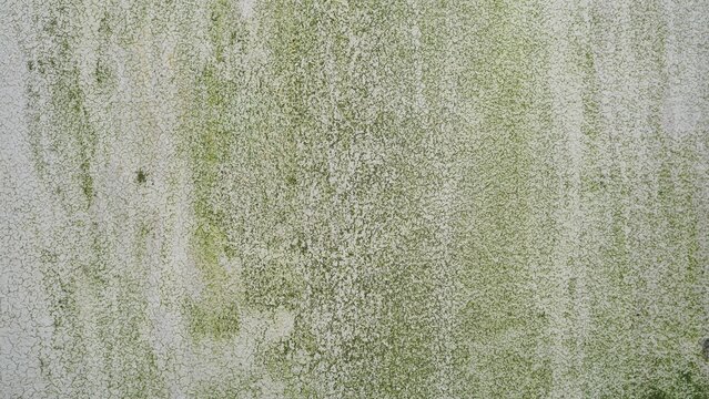 Weathered white wall with green moss growth