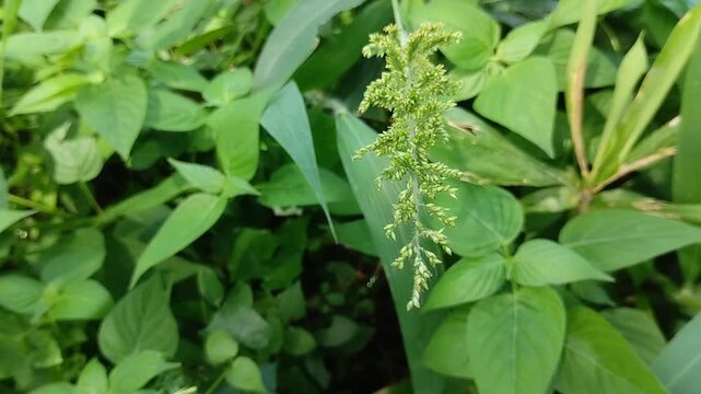 A close up of green Setaria grass flowers growing wild in the garden. A fresh, natural foliage backdrop for a botanical concept