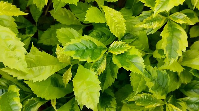 The Sinyo Nakal (Duranta erecta) ornamental plant with fresh and lush yellowish green leaves, is suitable for a tropical garden background