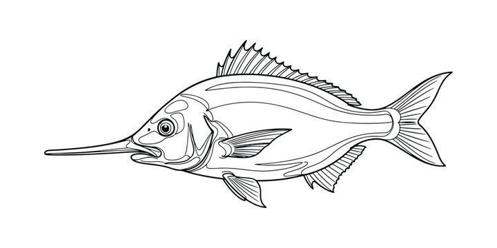 Hand drawn Vimba fish illustration in vintage scientific vector art style.