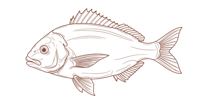 monochrome vector illustration of Vimba vimba fish on white background.