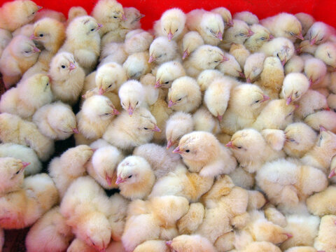 Large group of fluffy yellow baby chicks huddle closely together in a vibrant red container. This soft, downy mass of newborn poultry captures the essence of early life on a farm or in a hatchery