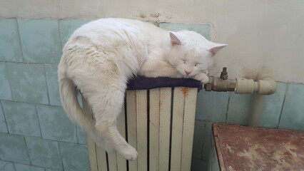 Funny sleeping cat in unusual relaxed position © Едуард Хомяк
