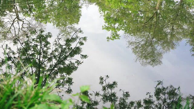 Meditative forest pond reflections with moving water ripples