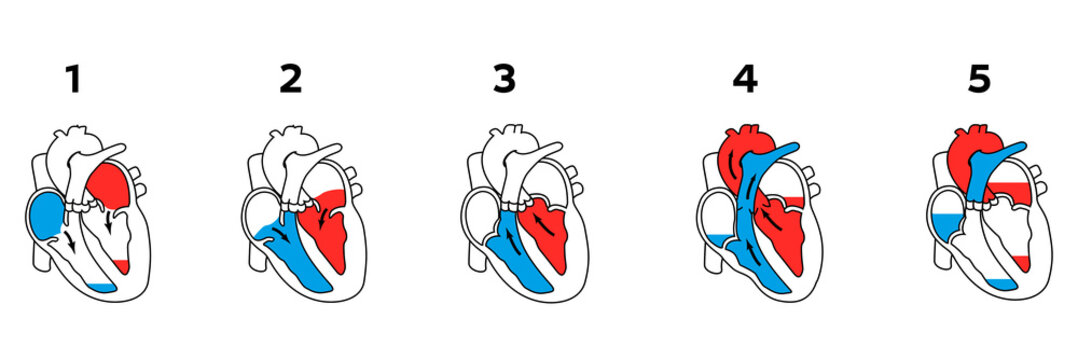 Diagram of the Cardiac Cycle and Blood Flow through the Human Heart