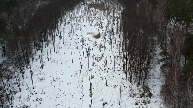 Aerial forward flight over frozen wetlands and marsh inside a winter forest.