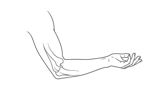 Detailed anatomical line drawing of a human arm and hand showing muscle structure and bone arrangement for medical study.
