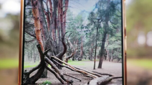 A crooked and twisted pine tree trunk rests on the grassy ground within a dense green forest. Concept of mysterious woodland nature, unusual plant growth, and authentic outdoor wilderness.