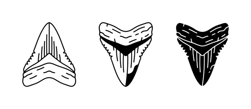 Shark Teeth Vector Icons, Fossilized Teeth, Predatory Animal Symbols, Marine Life Graphics