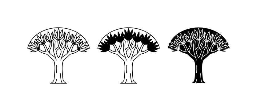 Dragon blood tree vector icons, Socotra cinnabari plant set, black and white botanical silhouettes