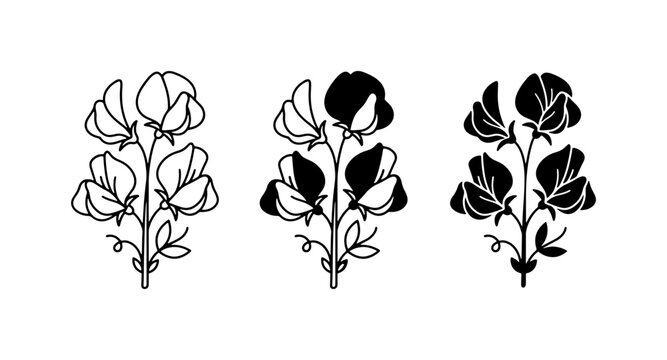 Minimalist sweet pea flower icons, botanical line art set, black and white floral vector graphics