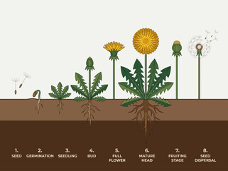 Life Cycle of a Dandelion Diagram Illustrating Eight Stages of Plant Growth from Seed Germination to Mature Flower and Seed Dispersal © Santi
